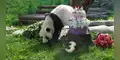 Panda Katyusha, símbolo de la amistad entre China y Rusia