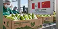 Banano orgánico peruano llega por primera vez a China