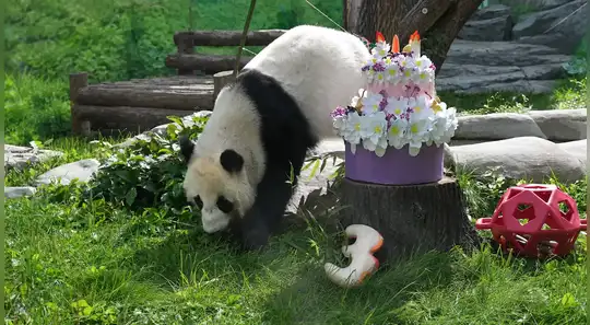 Panda Katyusha, símbolo de la amistad entre China y Rusia